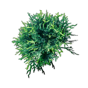 Mycélium acide