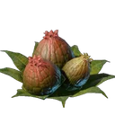 Bourgeons d'algues