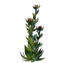 Plant d'algues