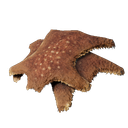 Fourrure