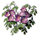 Rose d'escalade