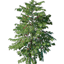 Plant de café
