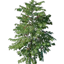 Plant de café