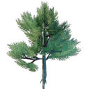 Plant de conifère