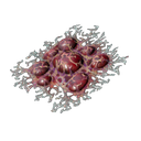 Sang corrosif