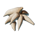 Dents de drak