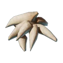 Dents de drak