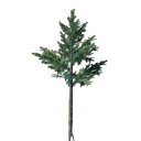 Jeune arbre à feuilles persistantes
