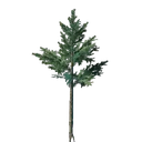Jeune arbre à feuilles persistantes