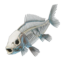 Arêtes de poisson