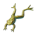 Grenouille