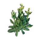 Jeune pousse de gentiane