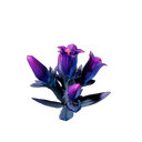 Gentiane scintillante