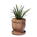 Pot d'herbe moyen