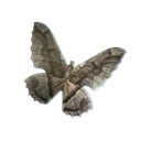 Papillon de nuit