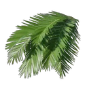 Feuilles de palmier