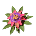 Fleur de la passion