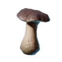 Jeune pousse de cèpe