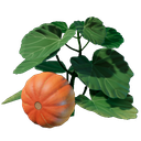 Jeune pousse de citrouille
