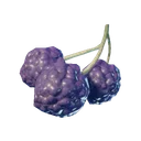 Baies violettes