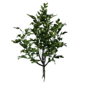 Jeune pousse à feuilles vertes de Revelwood