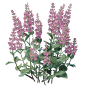 Plant de sauge