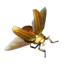 Scarabée