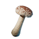 Champignon shiitake