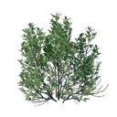 Plant d'arbuste