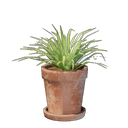 Petit pot d'herbe