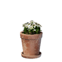 Petit pot de fleurs blanches