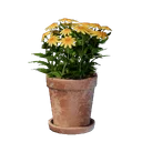 Petit pot de fleurs jaunes