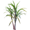 Plant de canne à sucre
