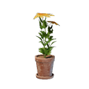 Petit pot de fleur jaune