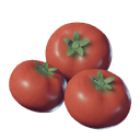 Tomate