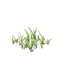 Plant de blé