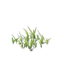 Plant de blé