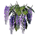 Glycine