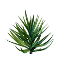 Plant de palmier yucca